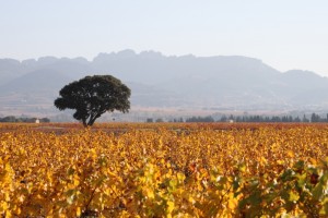 autumn-vines-to-dentelles-from-balme-doc